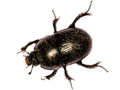 Geotrupes spiniger